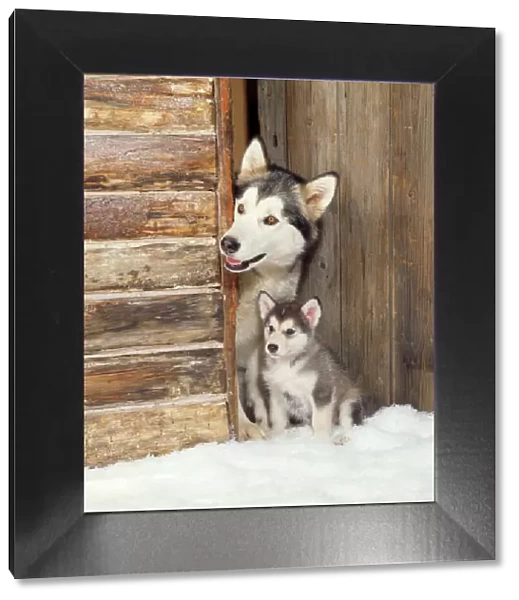 Alaskan Malamute Dog - adult with puppy at log cabin door