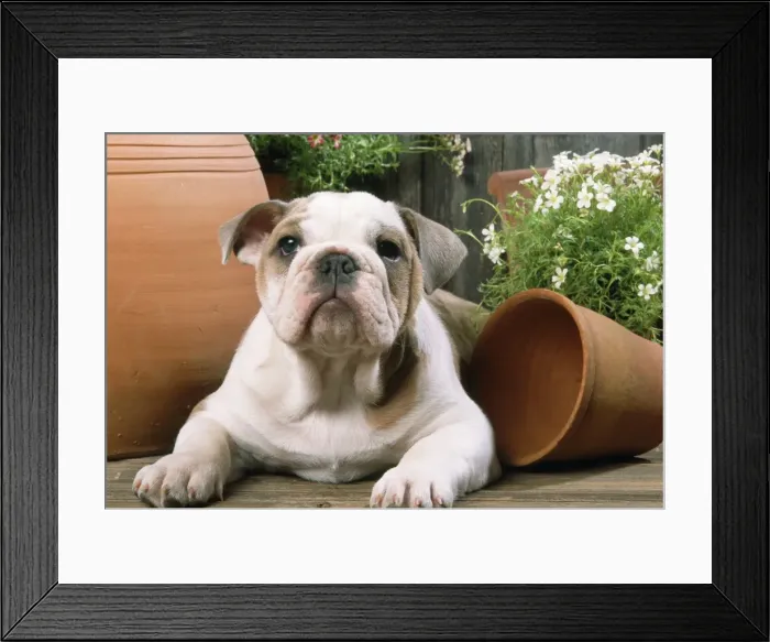 Framed Print : Bulldog - puppy with flowerpots Framed Print : Bulldog - puppy with flowerpots
