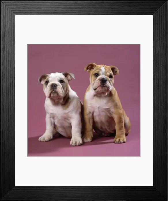 Framed Print : Bulldog - puppies Framed Print : Bulldog - puppies
