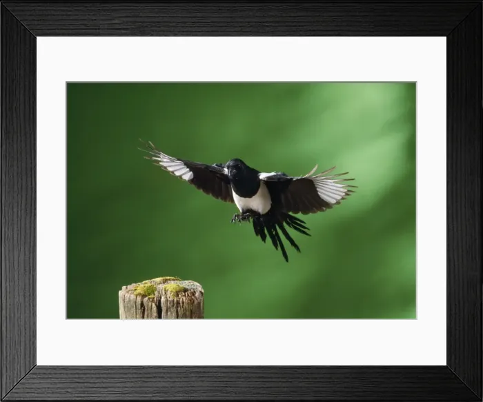 Framed Print : Magpie. JD-16169. MAGPIE - in flight. Pica pica Framed Print : Magpie. JD-16169. MAGPIE - in flight. Pica pica