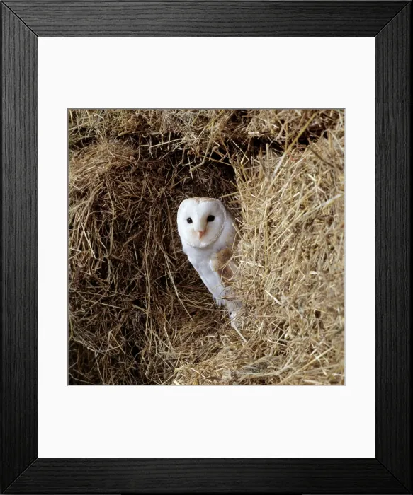 Framed Print : Barn Owl. JD-16180. Barn OWL - on hay. Tyto alba Framed Print : Barn Owl. JD-16180. Barn OWL - on hay. Tyto alba