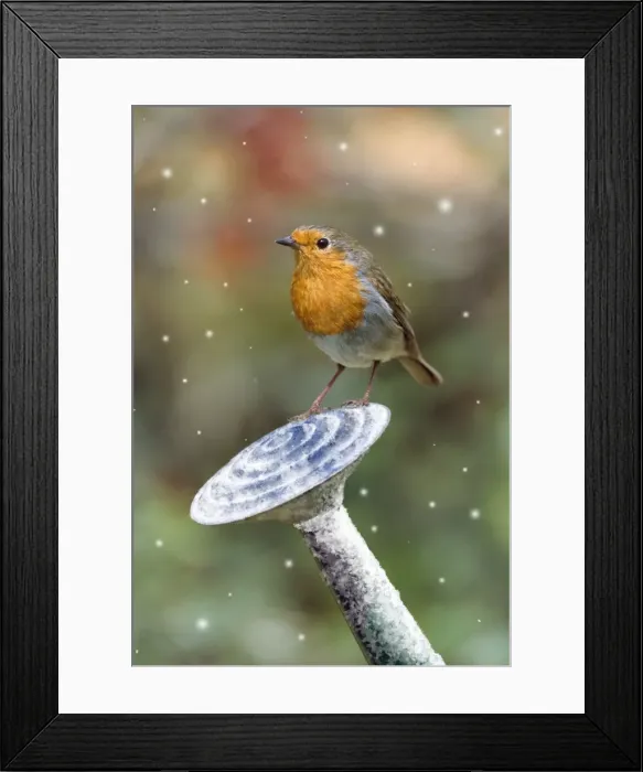 Framed Print : Robin - on watering can in winter Digital Manipulation: snow Framed Print : Robin - on watering can in winter Digital Manipulation: snow