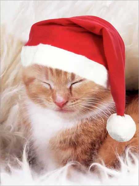 Ginger Cat - Kitten asleep on rug wearing Christmas hat Digital Manipulation: Hat (JD)
