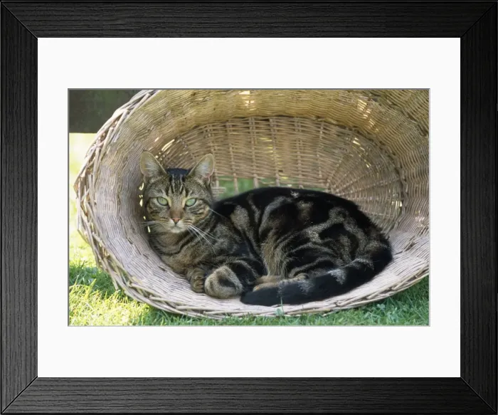 Framed Print : Tabby Cat - in laundry basket Framed Print : Tabby Cat - in laundry basket