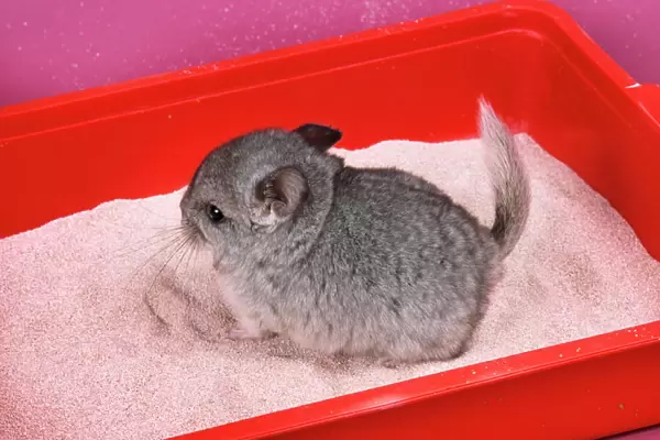 Chinchilla - baby in sand tray, bathing to help keep fur clean & soft