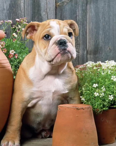 Bulldog - with flowerpots