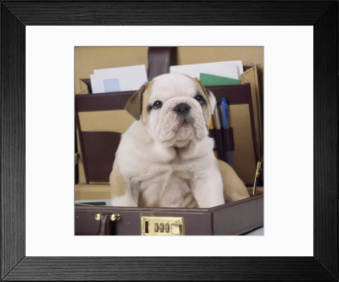 Framed Print : Bulldog - puppy in briefcase Framed Print : Bulldog - puppy in briefcase