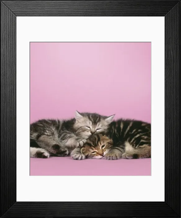 Framed Print : Cat - 2 kittens lying down together Digital Manipulation: background colour, eyes closed Framed Print : Cat - 2 kittens lying down together Digital Manipulation: background colour, eyes closed