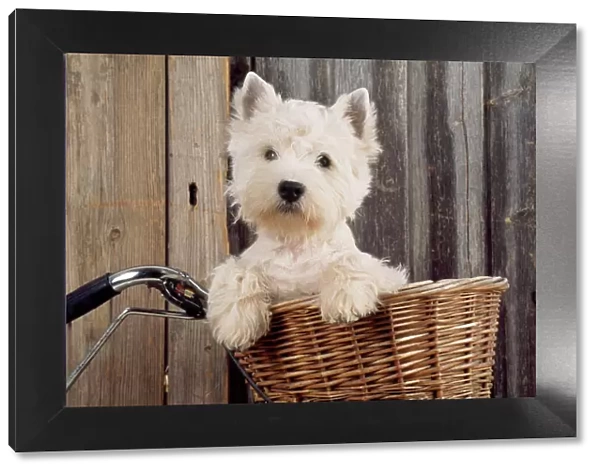 West Highland White Terrier Dog - in basket on bicycle