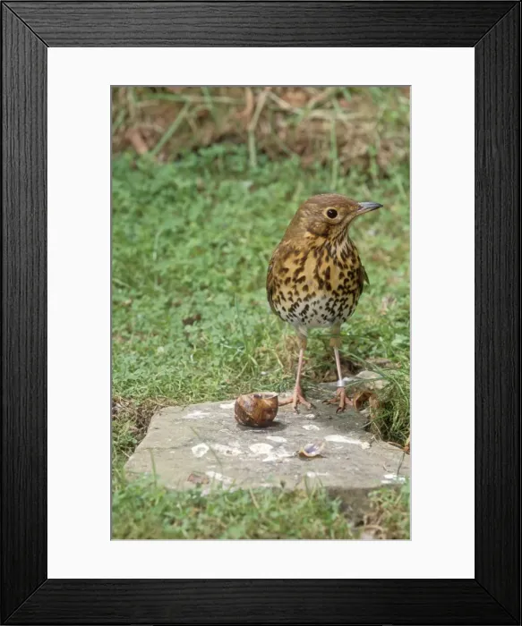 Framed Print : Song Thrush - standing on anvil with snail Framed Print : Song Thrush - standing on anvil with snail