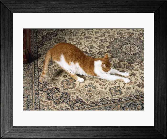 Framed Print : Cat - clawing at carpet Framed Print : Cat - clawing at carpet