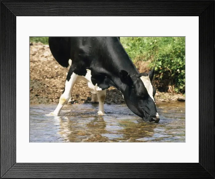 Framed Print : Friesian Cow - drinking from river Framed Print : Friesian Cow - drinking from river