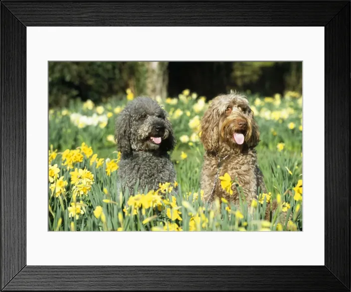 Framed Print : Labradoodle Dogs - in daffodils