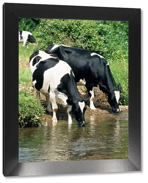 Friesian Cows - drinking from river
