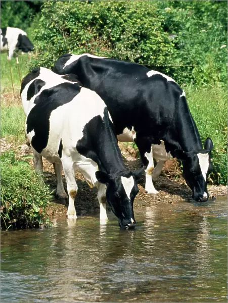 Friesian Cows - drinking from river