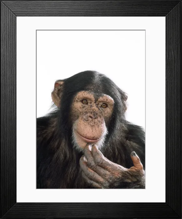 Framed Print : Chimpanzee - looking pensive Framed Print : Chimpanzee - looking pensive