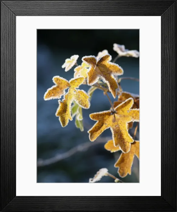 Framed Print : Frost on Sycamore leaves Framed Print : Frost on Sycamore leaves
