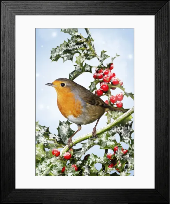 Framed Print : Robin - on holly in winter Framed Print : Robin - on holly in winter
