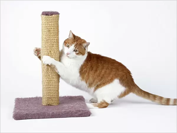 Cat - using scratching post