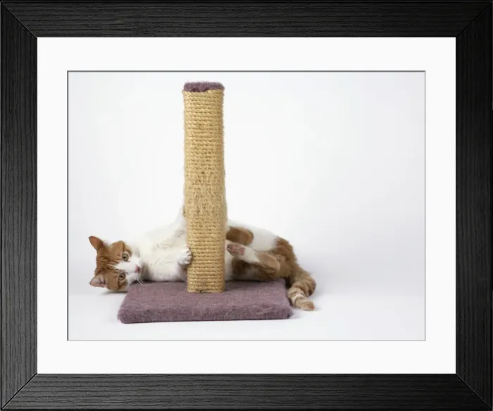 Framed Print : Cat - using scratching post Framed Print : Cat - using scratching post