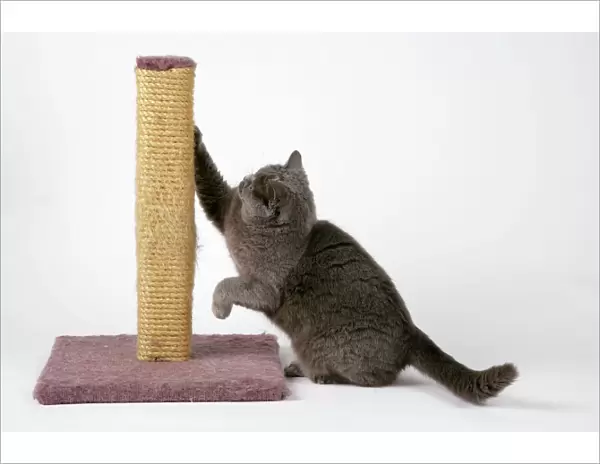 Grey Cat - using scratching post