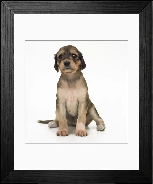 Framed Print : Saluki Dog - a weeks old puppy sitting Framed Print : Saluki Dog - a weeks old puppy sitting