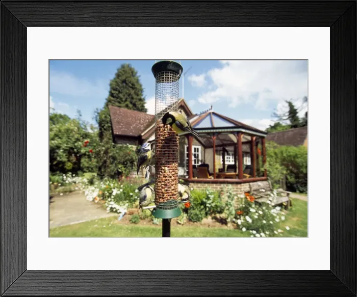 Framed Print : Great Tits & Blue Tits - on bird feeder Framed Print : Great Tits & Blue Tits - on bird feeder
