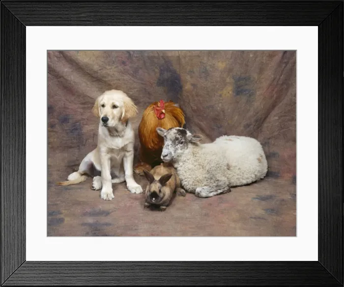 Framed Print : Animal Lineup - Dog, Chicken, Sheep, Rabbit Framed Print : Animal Lineup - Dog, Chicken, Sheep, Rabbit