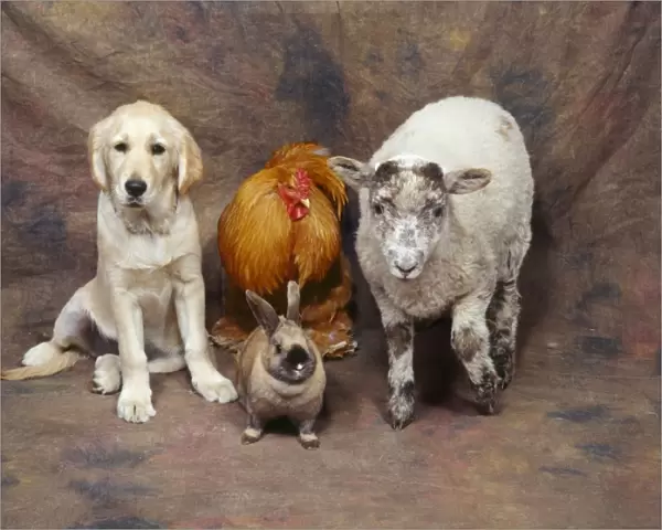 Animal Lineup - Dog, Chicken, Sheep, Rabbit