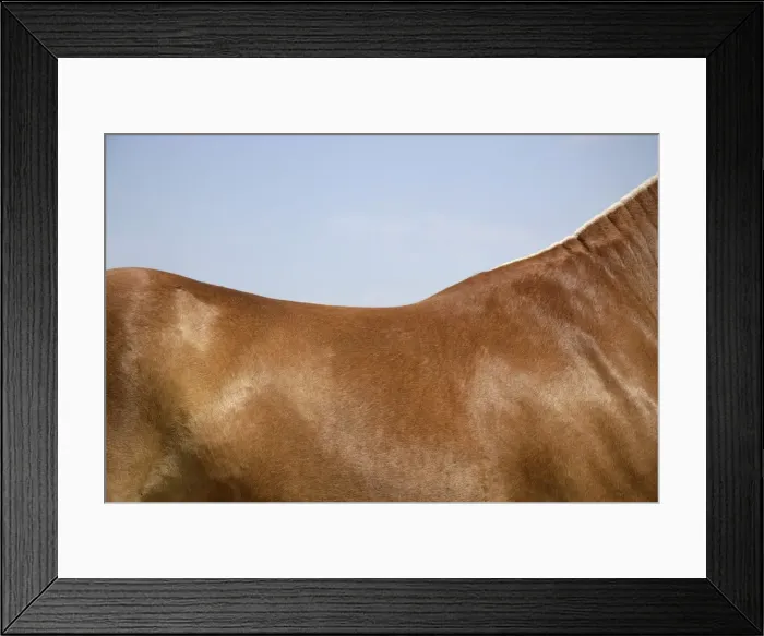 Framed Print : Horse. Back Framed Print : Horse. Back