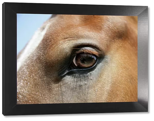 Horse. Eye
