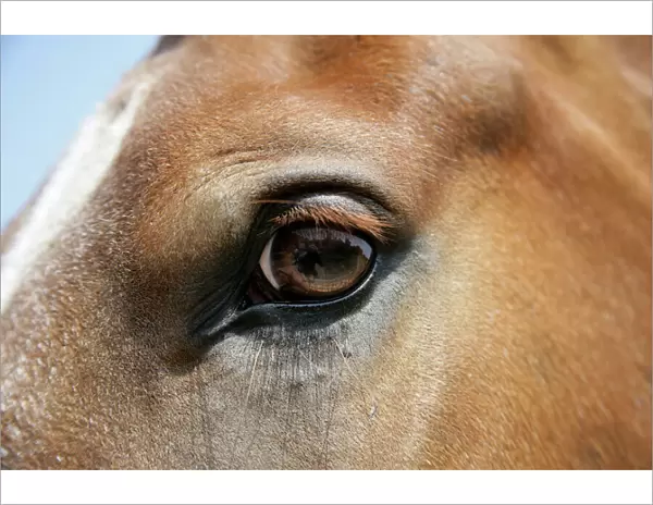 Horse. Eye