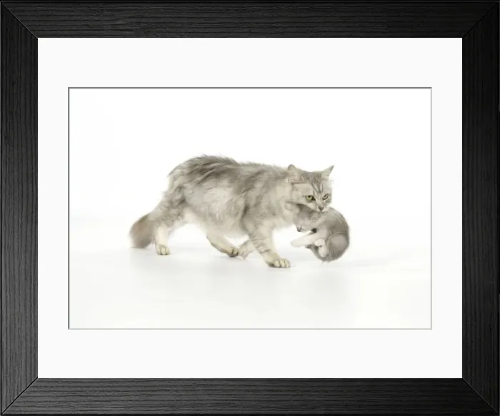 Framed Print : Cat. Tiffanie cat. Mother carrying six week old kitten Framed Print : Cat. Tiffanie cat. Mother carrying six week old kitten
