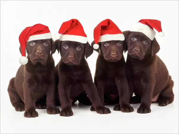 Chocolate Labrador Dog - puppies 6 weeks old wearing Christmas hats. Digital Manipulation: Added hats JD