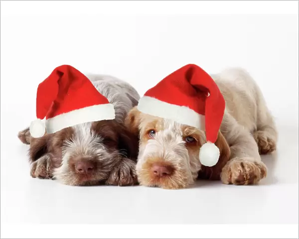 Spinone Dog - puppies laying down wearing Christmas hats Digital Manipulation: Christmas hats (JD)