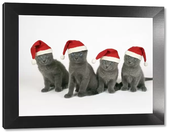 Russian Blue Cat - 8 week old kittens wearing Christmas hats Digital Manipulation: Hats (JD)