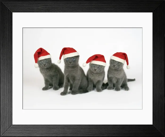 Framed Print : Russian Blue Cat - 8 week old kittens wearing Christmas hats Digital Manipulation: Hats (JD) Framed Print : Russian Blue Cat - 8 week old kittens wearing Christmas hats Digital Manipulation: Hats (JD)