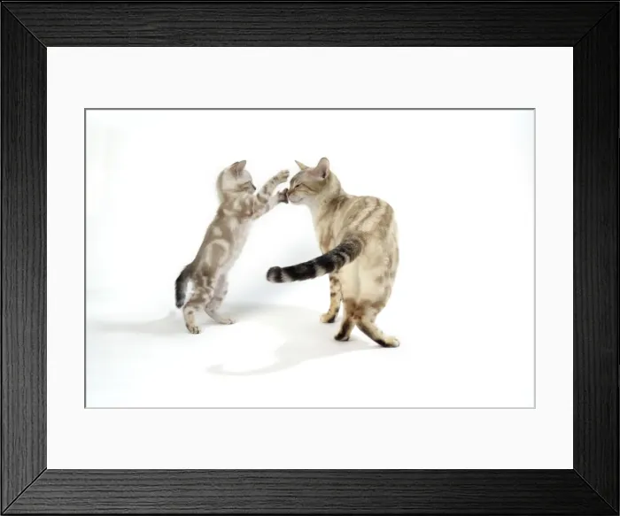 Framed Print : CAT. Snow Marble blue-eyed Bengal kitten - 6 weeks old, playing with mother Framed Print : CAT. Snow Marble blue-eyed Bengal kitten - 6 weeks old, playing with mother