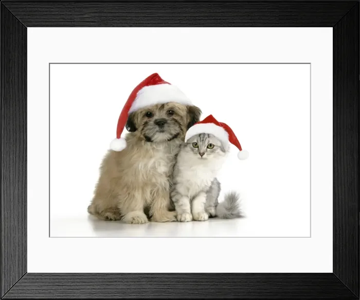 Framed Print : CAT & DOG. Tiffanie with Lhasa Apso cross puppy wearing Christmas hats Digital Manipulation: Christmas hats (JD) Framed Print : CAT & DOG. Tiffanie with Lhasa Apso cross puppy wearing Christmas hats Digital Manipulation: Christmas hats (JD)