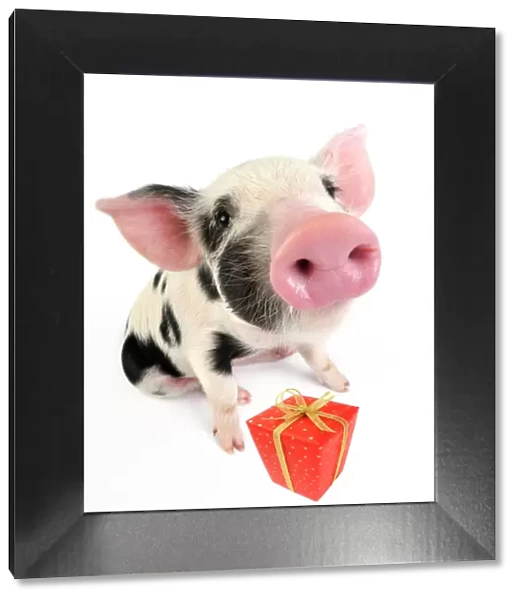 Pig. Kune Kune cross Gloucester Old Spot piglet with present Manipulation - present added