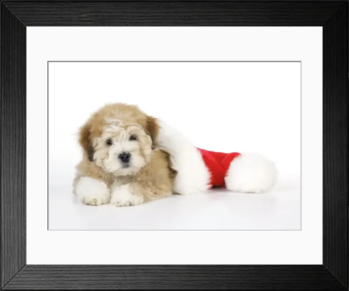 Framed Print : Dog. Teddy dog with Christmas hat
