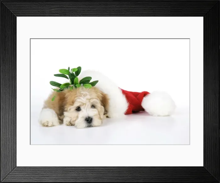 Framed Print : Dog. Teddy dog with Christmas hat Framed Print : Dog. Teddy dog with Christmas hat