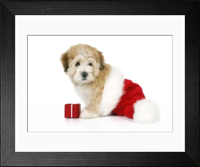 Framed Print : Dog. Teddy dog with Christmas hat and present Framed Print : Dog. Teddy dog with Christmas hat and present
