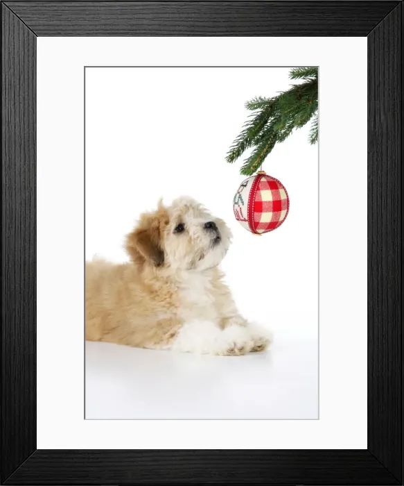Framed Print : Dog. Teddy dog with christmas tree Framed Print : Dog. Teddy dog with christmas tree