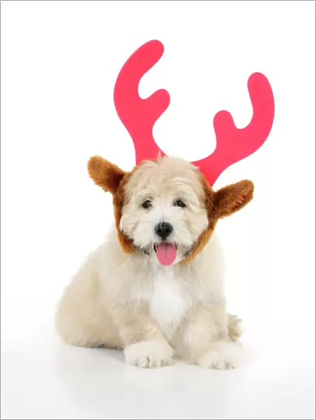 Dog. Teddy dog wearing christmas antlers