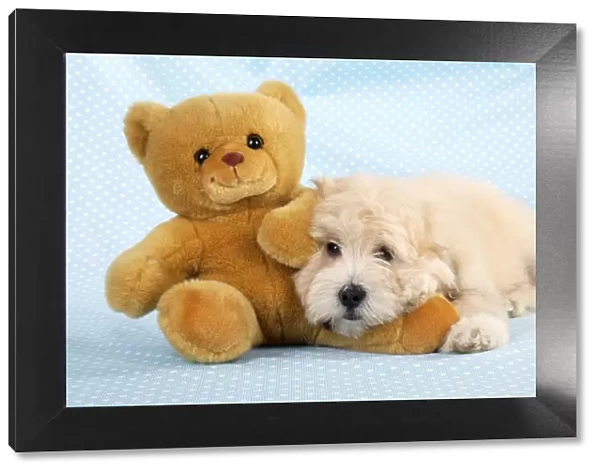 Dog. Teddy dog with teddy bear