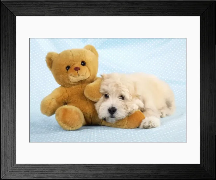 Framed Print : Dog. Teddy dog with teddy bear Framed Print : Dog. Teddy dog with teddy bear