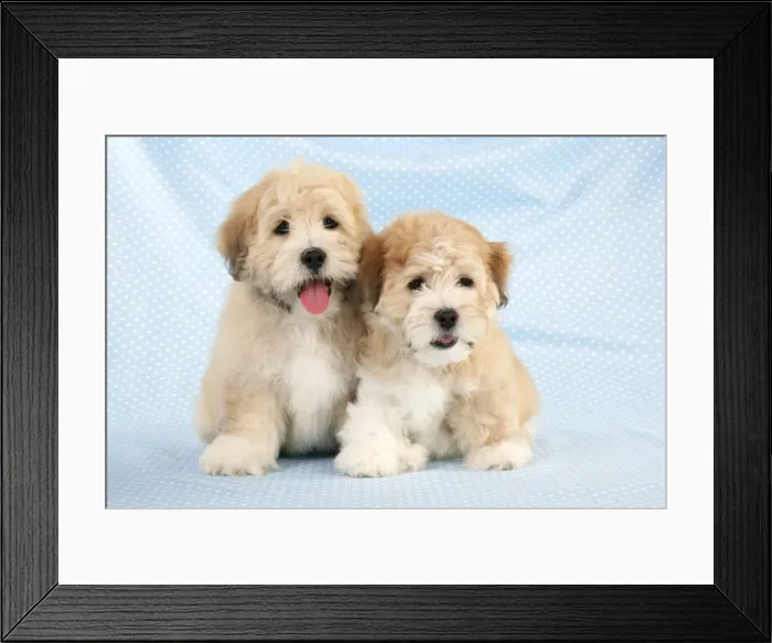 Framed Print : Dog. Teddy dogs Framed Print : Dog. Teddy dogs