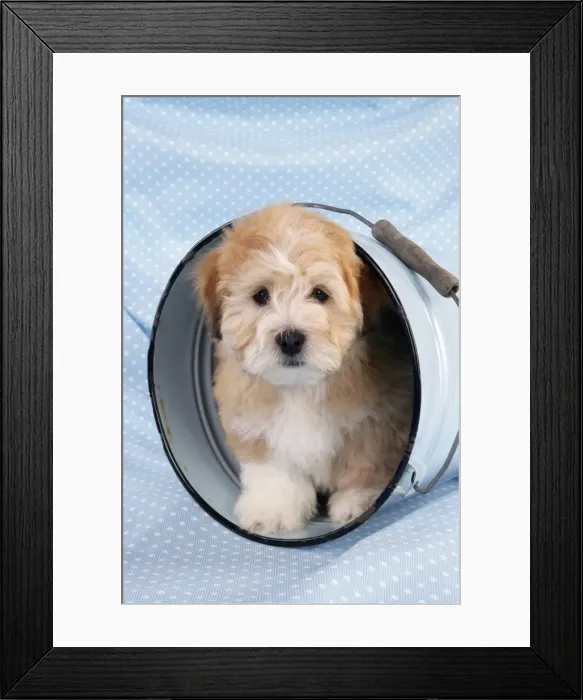 Framed Print : Dog. Teddy dog in bucket
