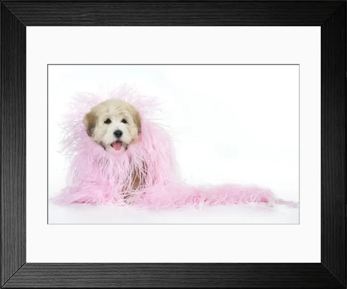 Framed Print : Dog. Teddy dog in pink scarf Digital Manipulation: added more scarf Framed Print : Dog. Teddy dog in pink scarf Digital Manipulation: added more scarf